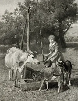 Calves: The dairymaid