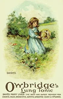 Owbridge: Daises