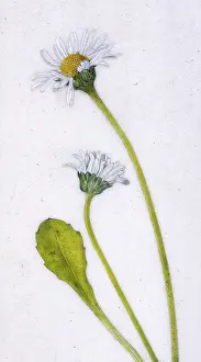 Helga Crouch: Daisies