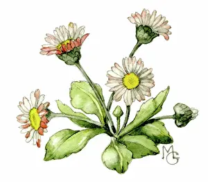 Gillies: Daisies