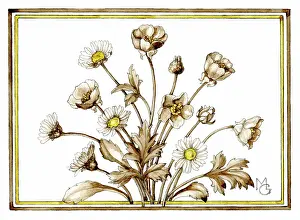 Buttercups: Daisies and buttercups