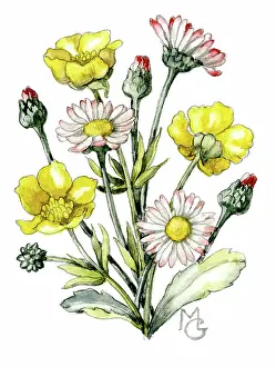Buttercups: Daisies and buttercups