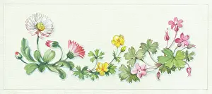 Potentilla: Daisies, herb robert and potentilla
