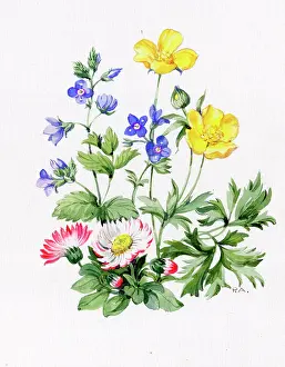 Buttercups: Daisies, veronica and buttercups