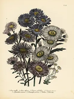 Michaelmas: Daisy or Aster species