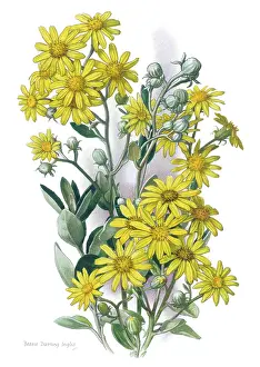 Bessie: Daisy Bush ? senecio greyi