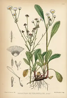 Hanhart: Daisy fleabane or sweet scabious, Erigeron heterophyllus