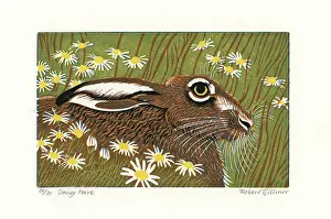 Daisy Hare