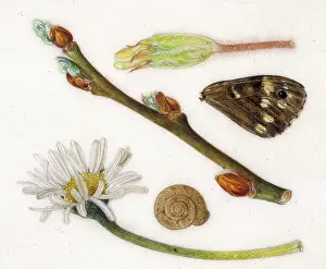 Helga Crouch: Daisy and other items