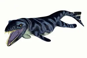 Archosaur: Dakosaurus aquatic reptile, side view on white background