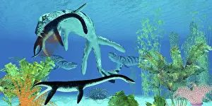 Plesiosaurus: A Dakosaurus attacks a small Plesiosaurus