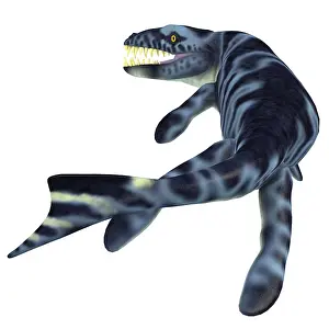 Archosaur: Dakosaurus marine reptile, white background