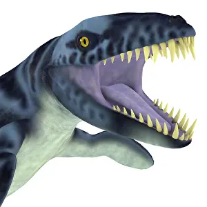Snout: Dakosaurus reptile head