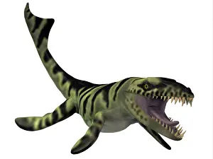 Serrated: Dakosaurus, white background