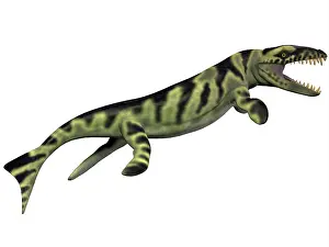 Serrated: Dakosaurus, white background
