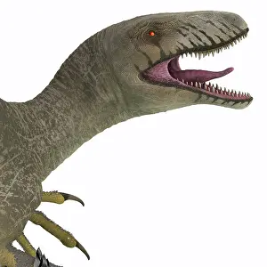 Dromaeosaurid: Dakotaraptor dinosaur head