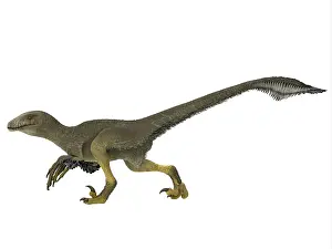 Dromaeosaurid: Dakotaraptor dinosaur, side profile