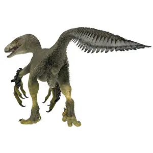 Dromaeosaurid: Dakotaraptor dinosaur, rear view
