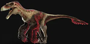 Talon: Dakotaraptor dinosaur, side view on black background