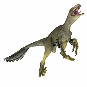 Claw: Dakotaraptor dinosaur on white background