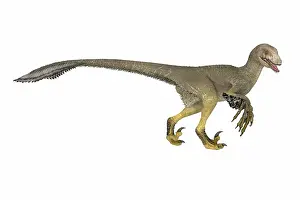 Dromaeosaurid: Dakotaraptor feathered dinosaur, side view on