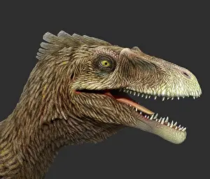 Dromaeosaurid: Dakotaraptor portrait on gray background