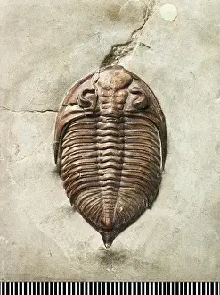 Silurian: Dalmanites, a fossil trilobite