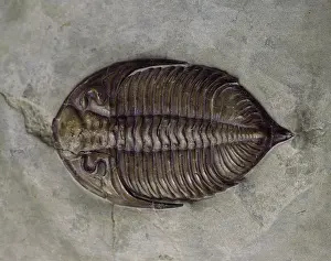 Silurian: Dalmanites myops, trilobite