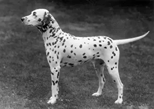 Swell: DALMATIAN/1930
