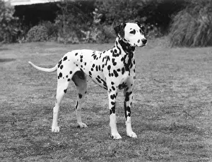 Thomas Fall: DALMATIAN 1977