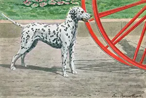 Smartness: DALMATIAN BY COACH WHEEL