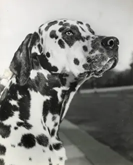 Spotty: Dalmatian dog looking up