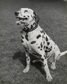 Spotty: Dalmatian dog sitting on grass
