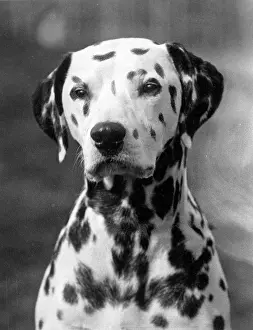 Watt: DALMATIAN/GEORGE/RIVER