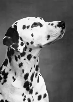 Dalmatian: DALMATIAN/HEAD/1962