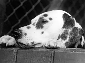 Dalmatian: DALMATIAN/HEAD ONLY/1934