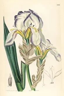 Pallida: Dalmatian iris or sweet iris, Iris pallida