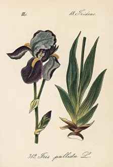 Pallida: Dalmatian iris or sweet iris, Iris pallida