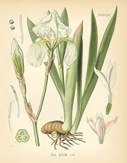 Pallida: Dalmatian iris or sweet iris, Iris pallida