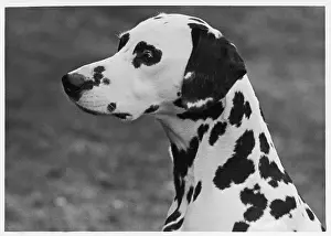 Josephine: Dalmatian - Josephine - 1952
