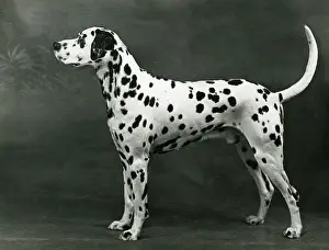 Briar: DALMATIAN/LINDALLY BRIAR