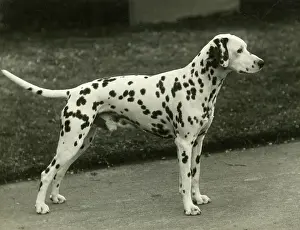Billingham: DALMATIAN/MAHLIB JIFFT