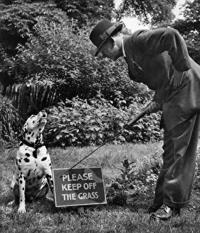 Spotty: Dalmatian with man and warning sign