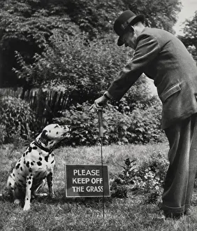 Spotty: Dalmatian with man and warning sign