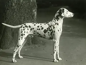Manxman: DALMATIAN/MESRA MANXMAN