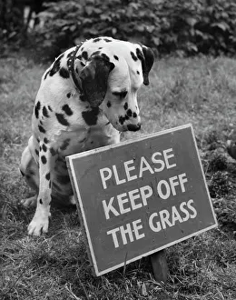 Spotty: Dalmatian with Keep Off The Grass sign