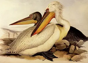 Twisting: Dalmatian Pelicans, Pelecanus crispus