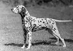 Dalmatian: DALMATIAN/POSTCHAISE