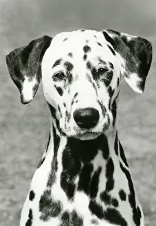 Dalmatian: DALMATIAN/POT BLACK