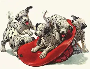 Canines: Dalmatian Puppies in Fireman's Helmet